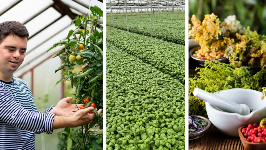 Salvie Social Farm Romania - coltivazione biologica di piante officinali