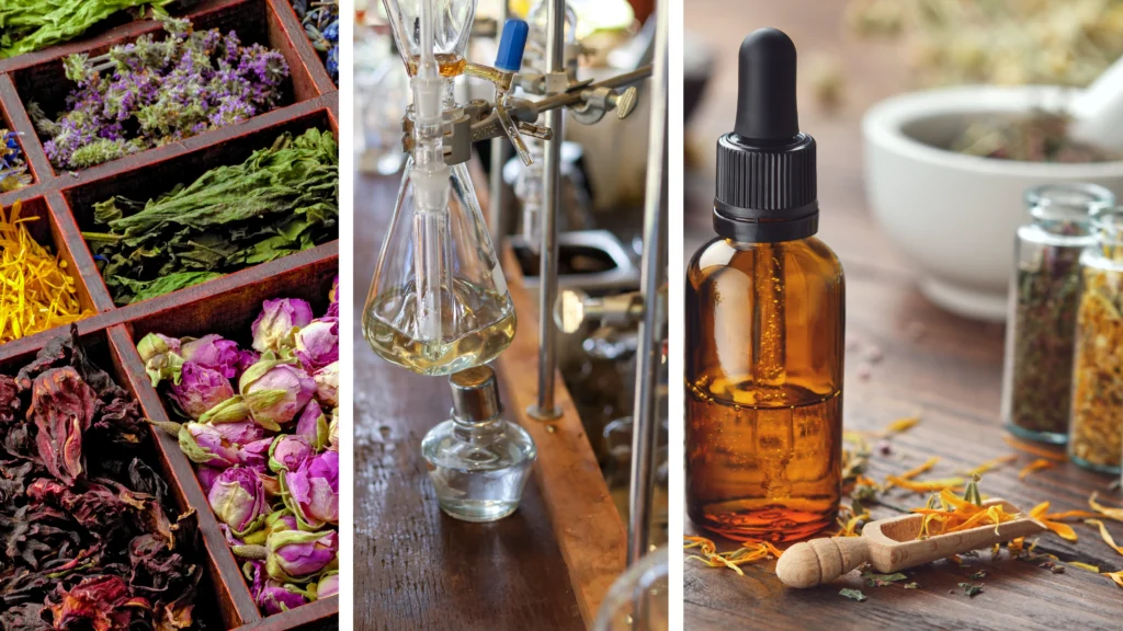 Salvie Social Farm Romania - trasformazione delle piante officinali in tisane e oli essenziali