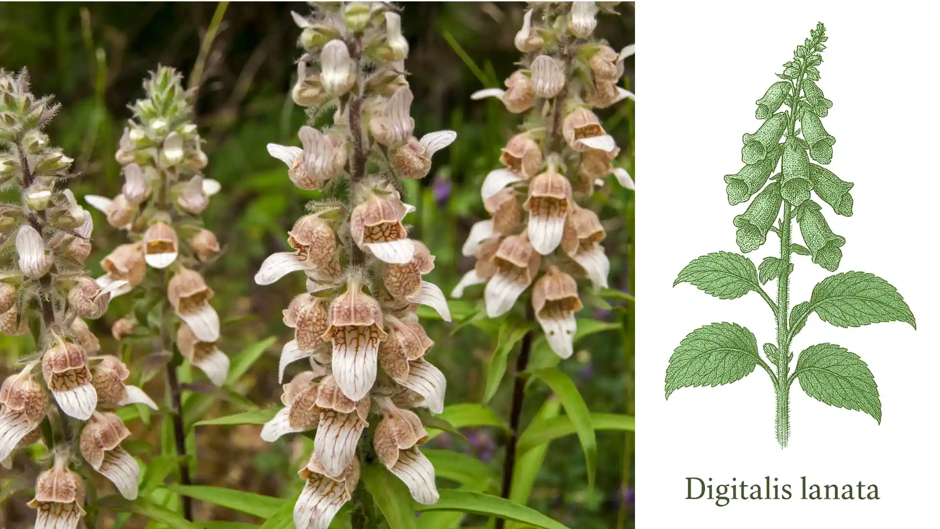 Coltivazione digitalis lanata – impiego in fitoterapia cardiaca